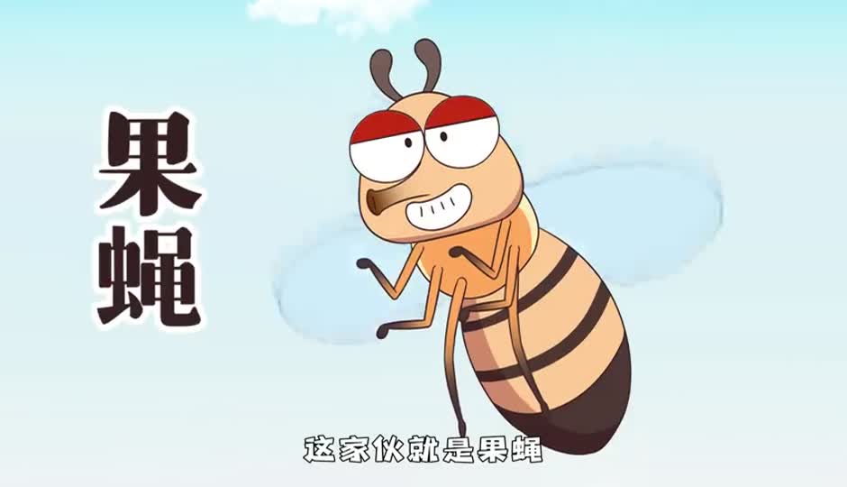 果蝇