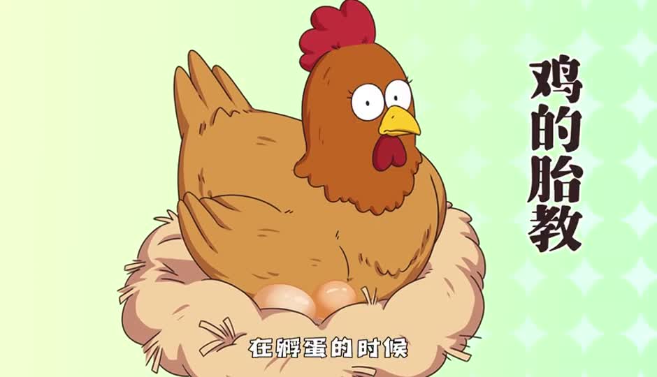 鸡的胎教