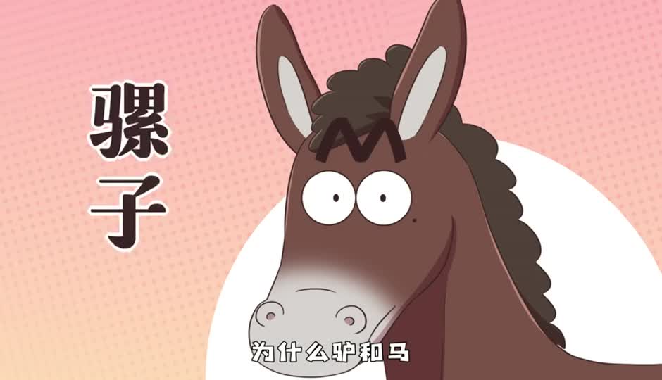骡子