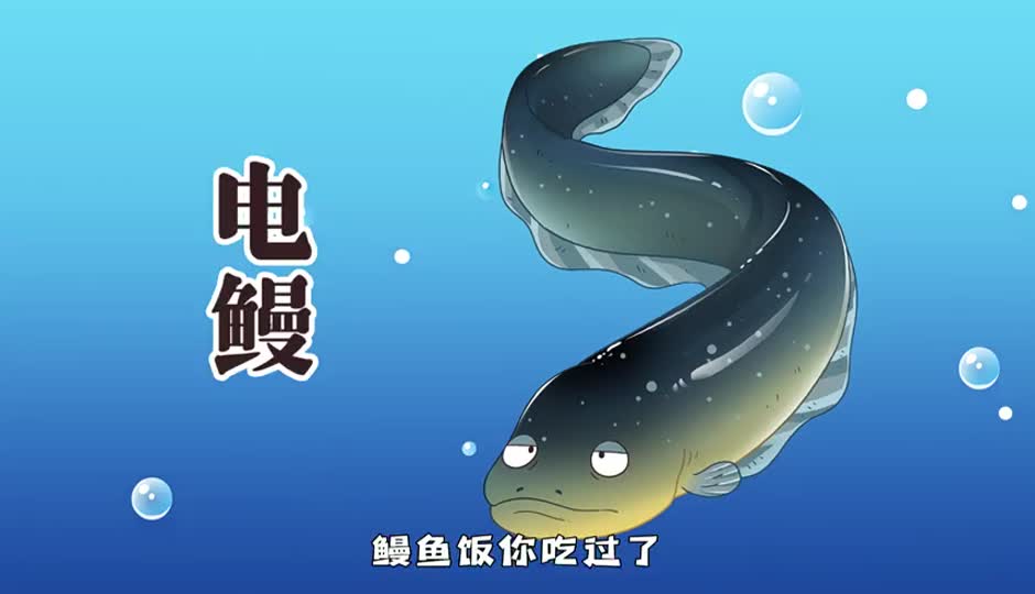 电鳗
