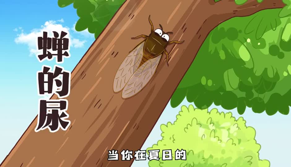 蝉的尿