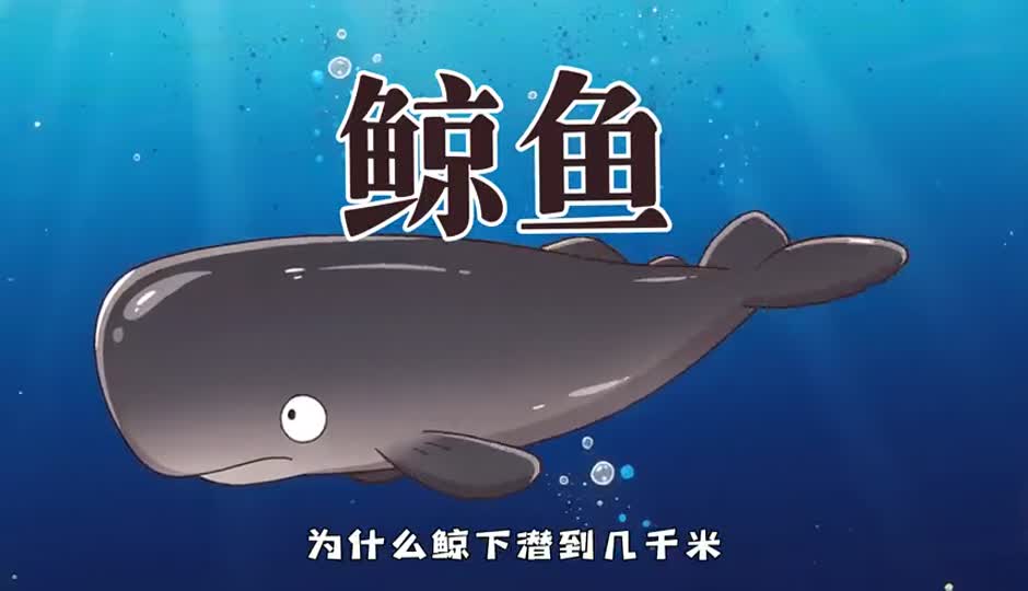 鲸鱼