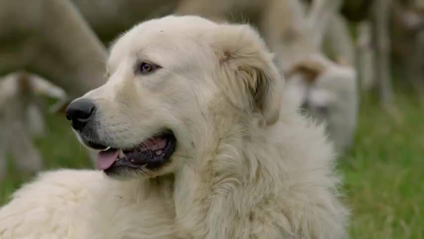 如果我是大白熊犬