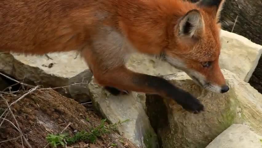 如果我是狐狸