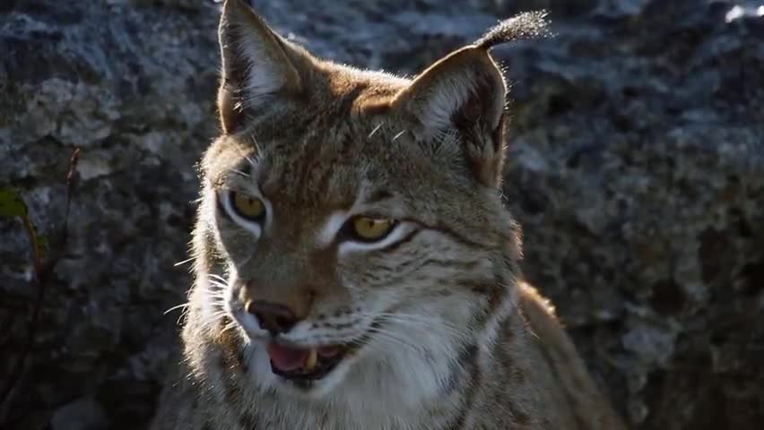 如果我是猞猁