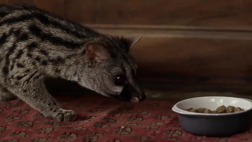 如果我是麝猫