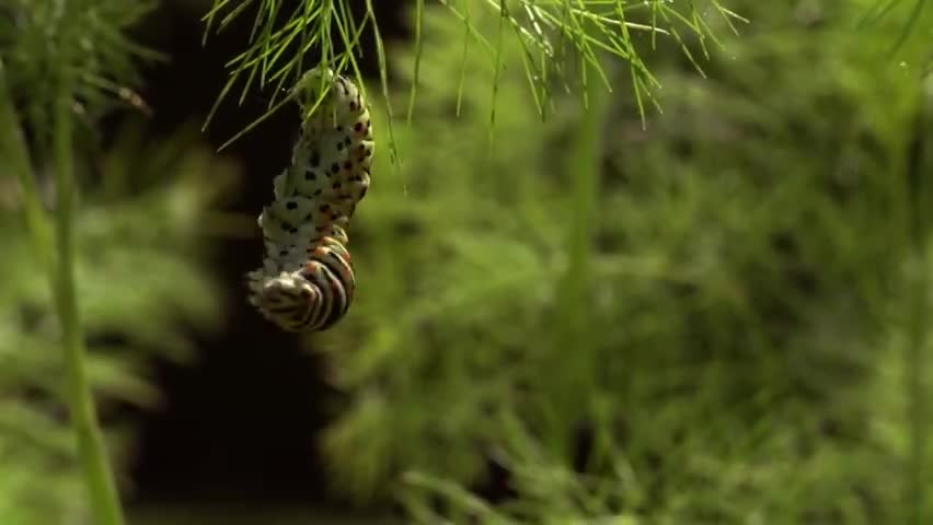 如果我是蜻蜓或蝴蝶