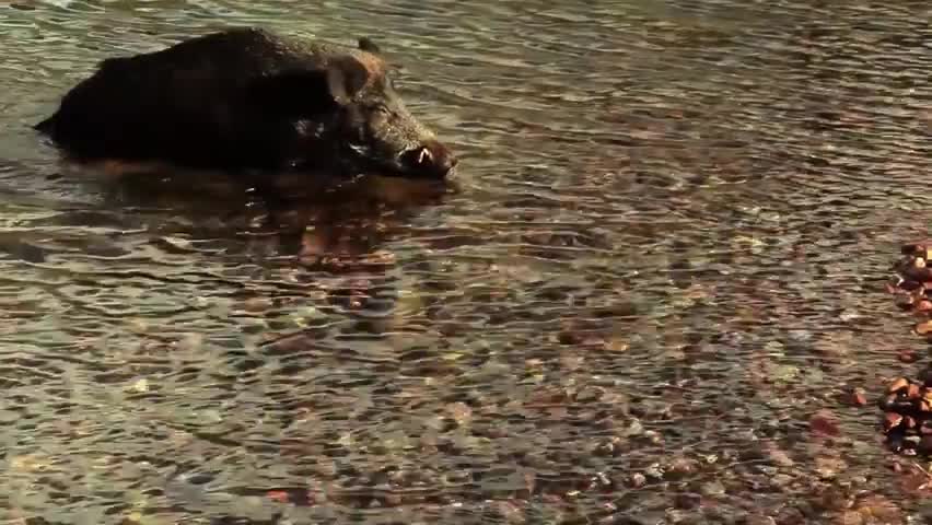 如果我是野猪