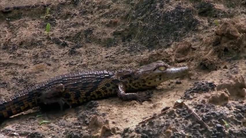 如果我是鳄鱼
