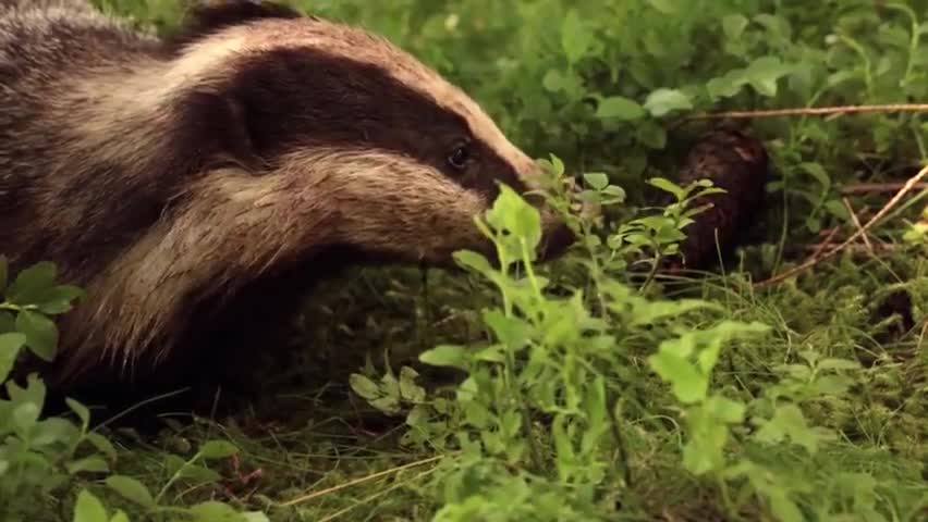 如果我是獾