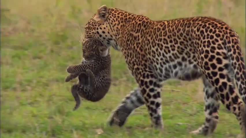 如果我是猎豹（二）