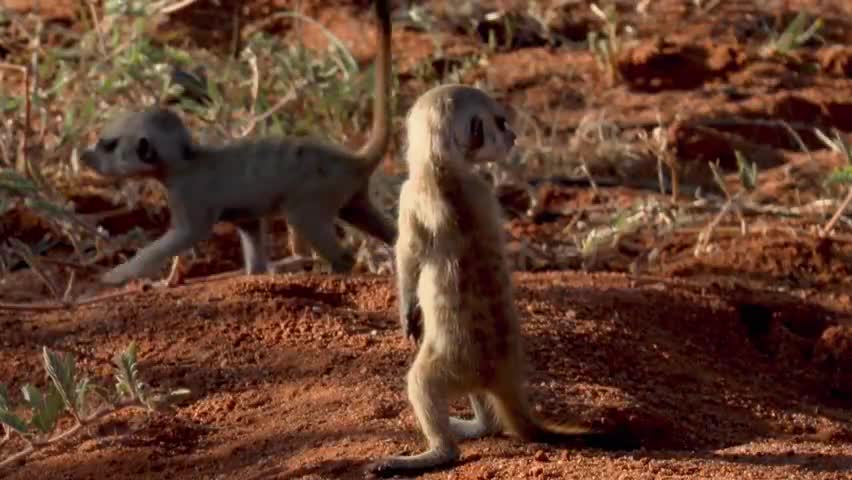 如果我是猫鼬