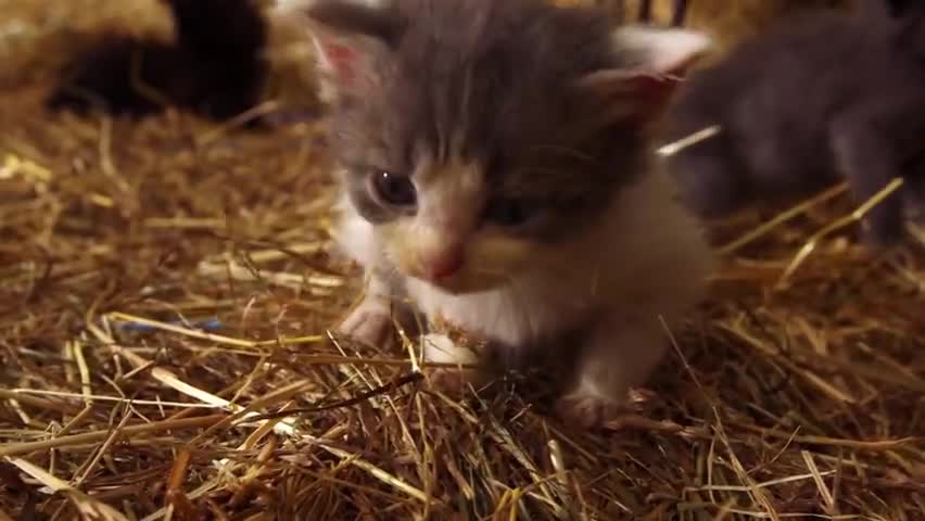 如果我是猫