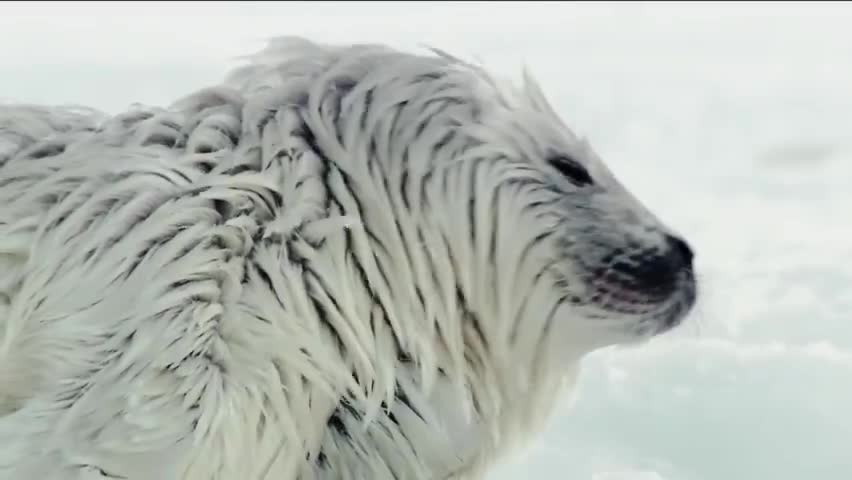 如果我是海豹