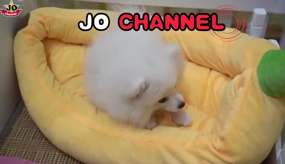 狗狗博美到美容院剪发