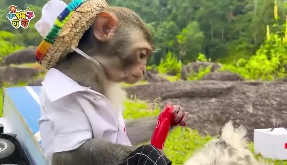 可可去买玩具