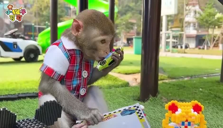 可可和朋友们玩耍