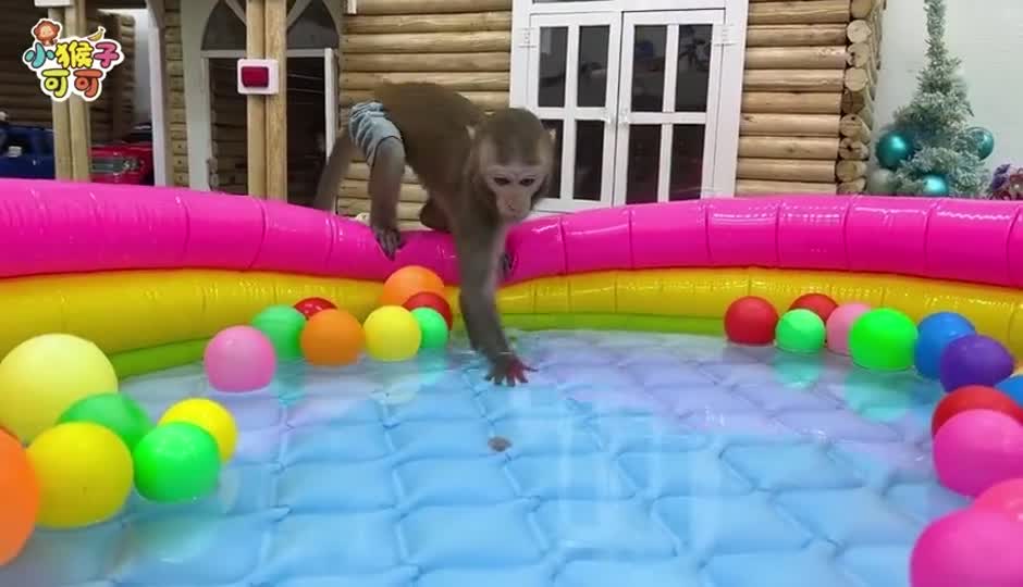 可可收获西瓜