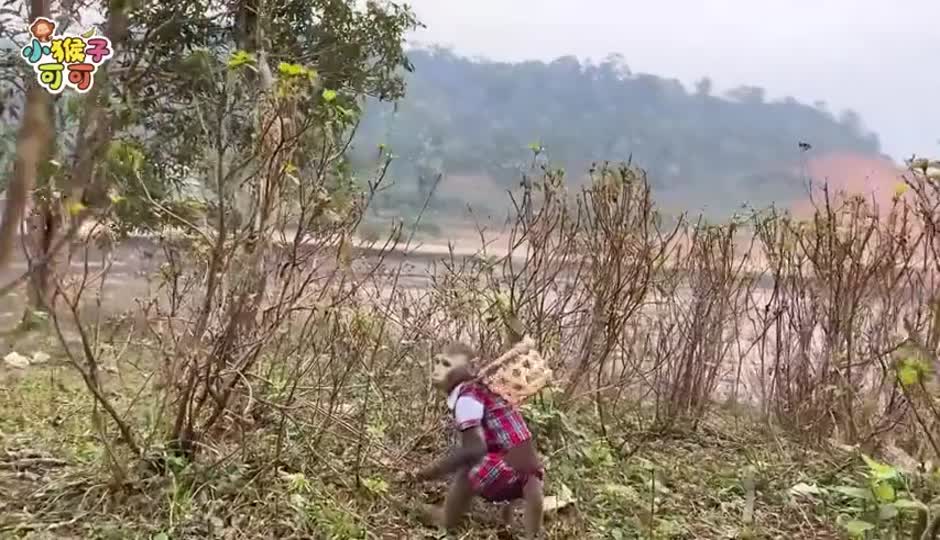 可可穿越田野