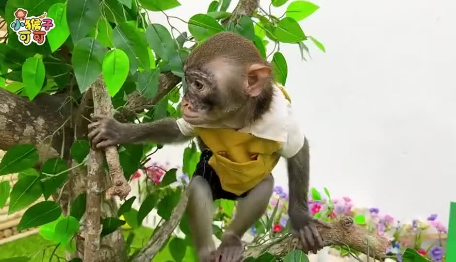 调皮的可可