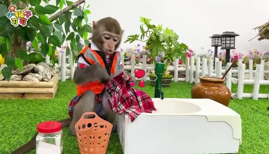 勤劳的可可