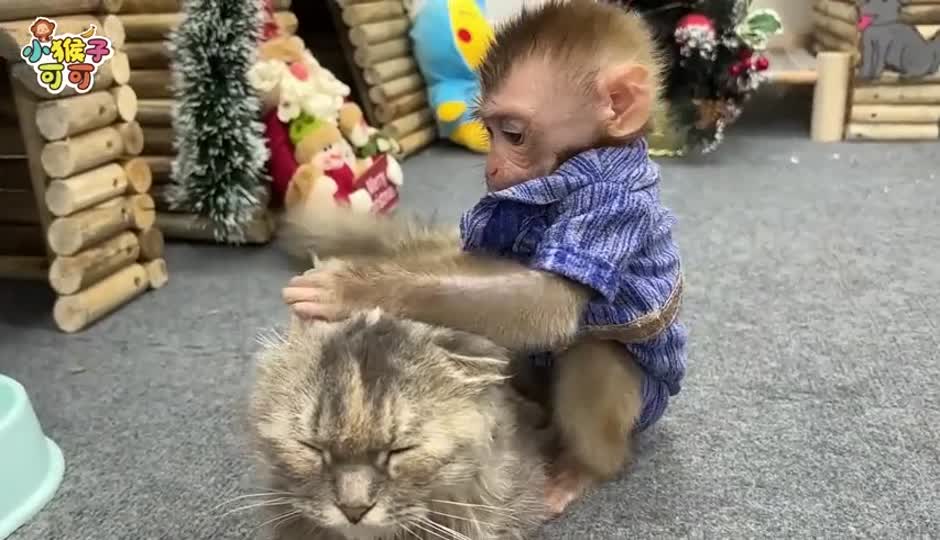 可可喝牛奶
