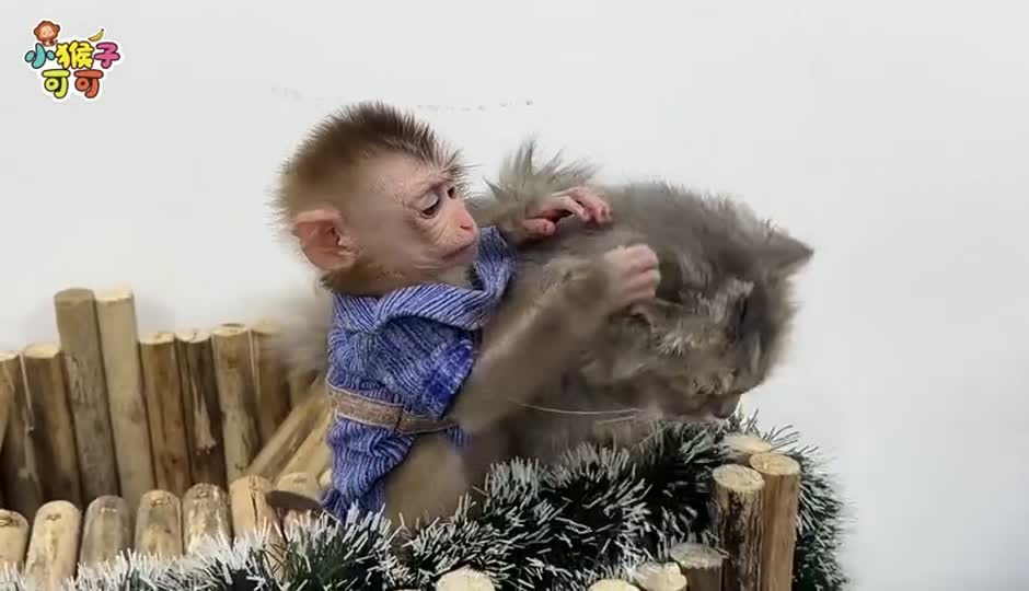 猫咪好伙伴