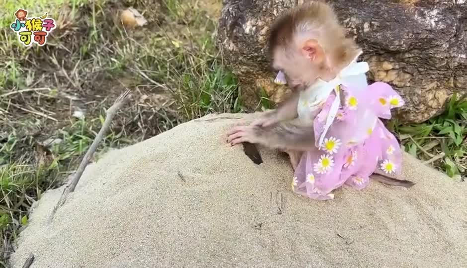 可可遇到大恐龙