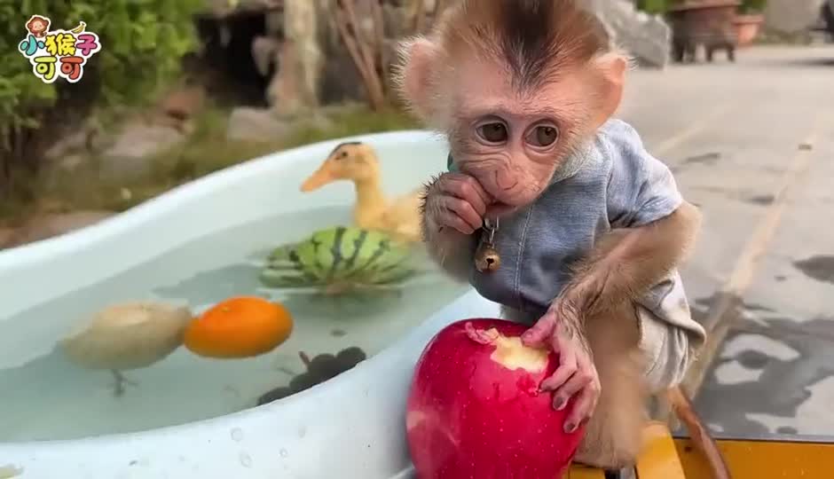 可可满载而归