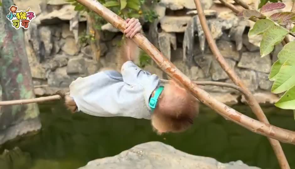 可可吃水果