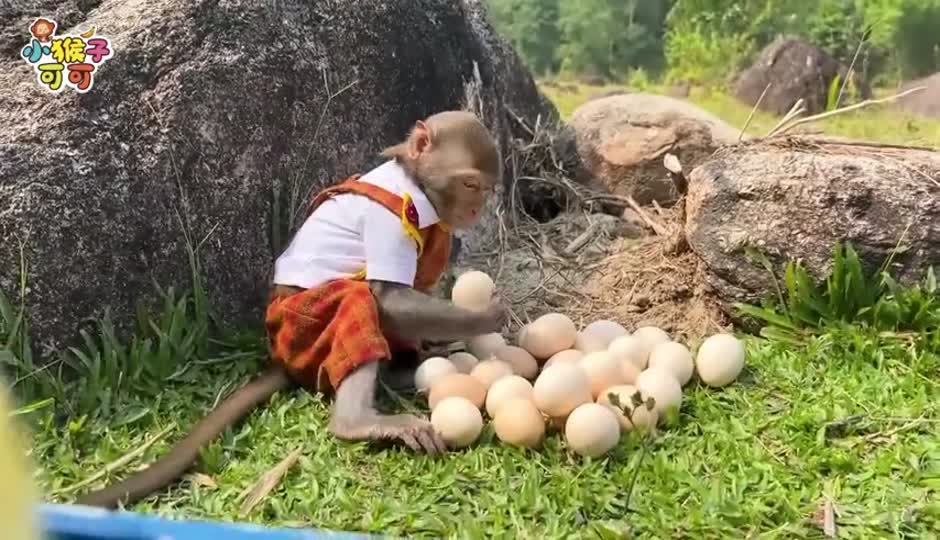 可可爱吃巧克力