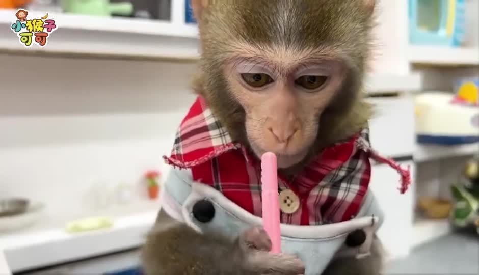 打瞌睡的可可