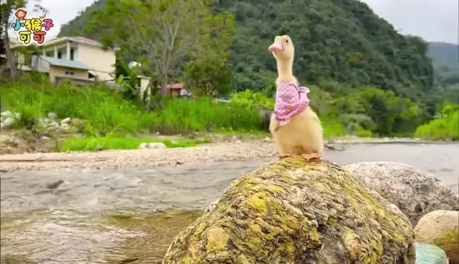 孤独的小鸭子.