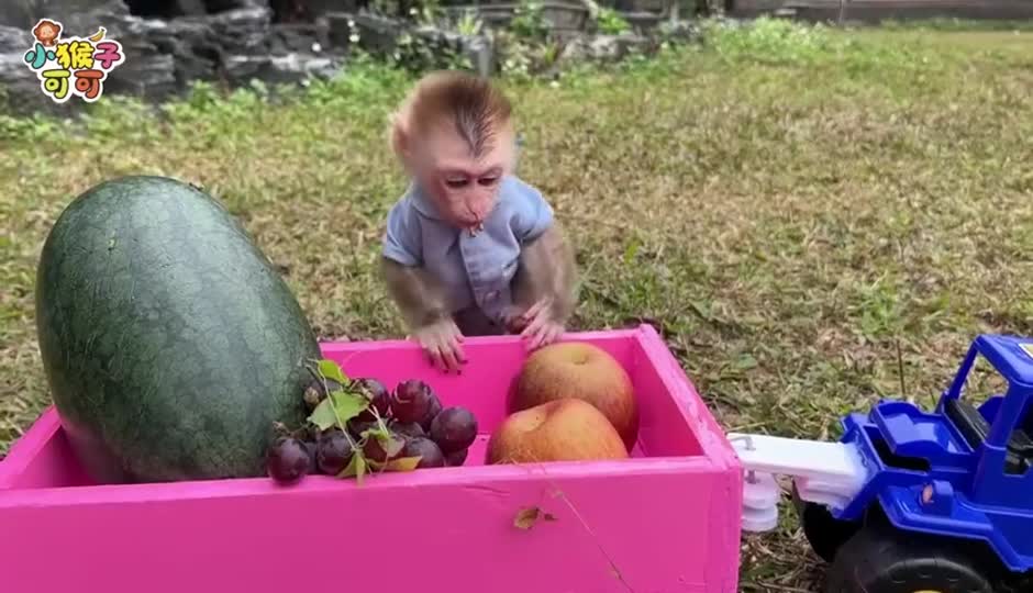 可可寻找食物