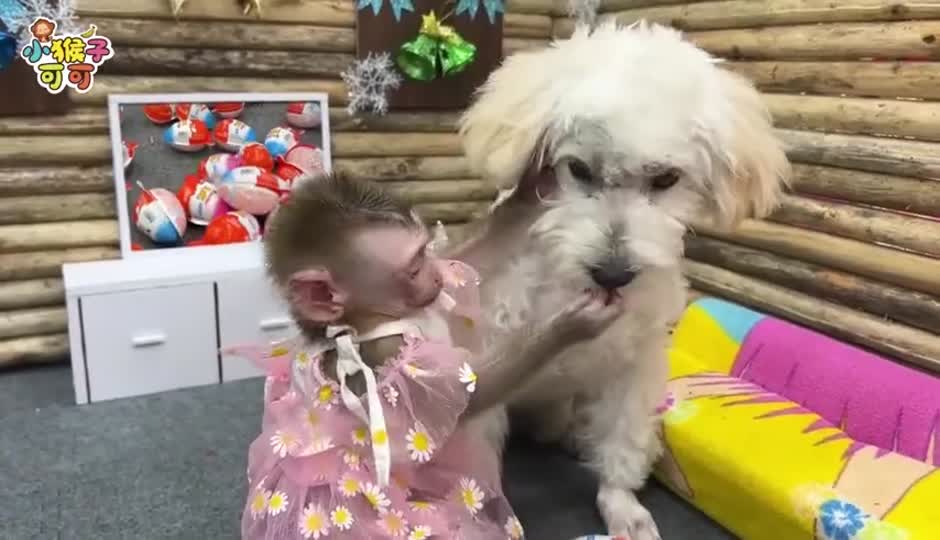可可大采购