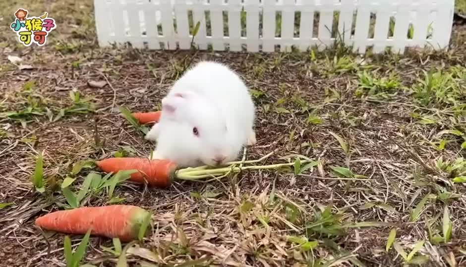 狡猾的恐龙