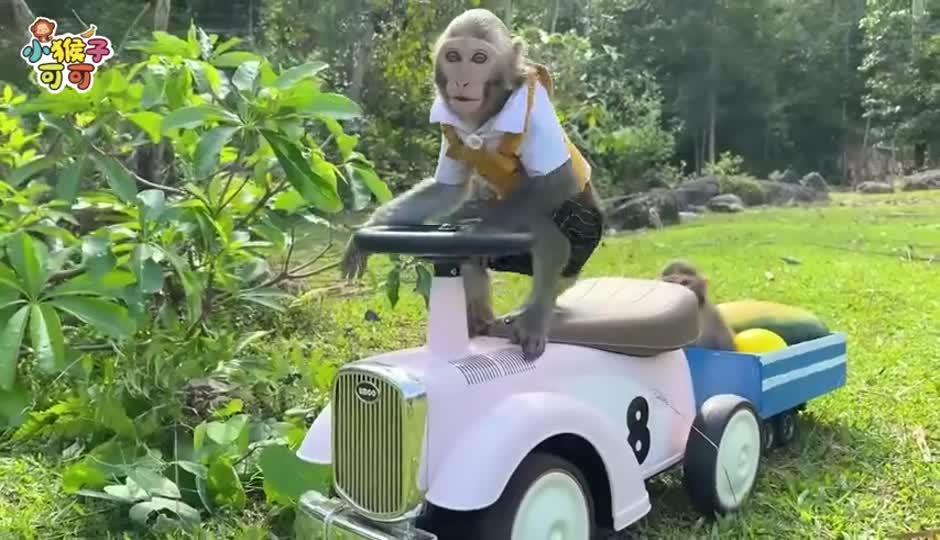 恐龙又来捣乱