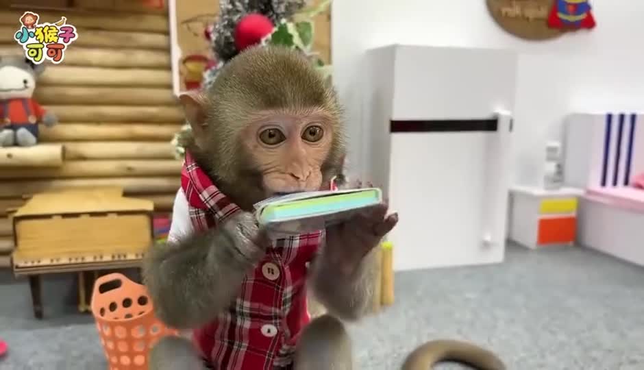 可可营救小狗