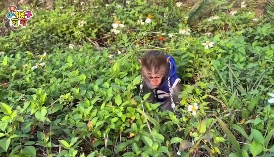 可可遇到交通事故