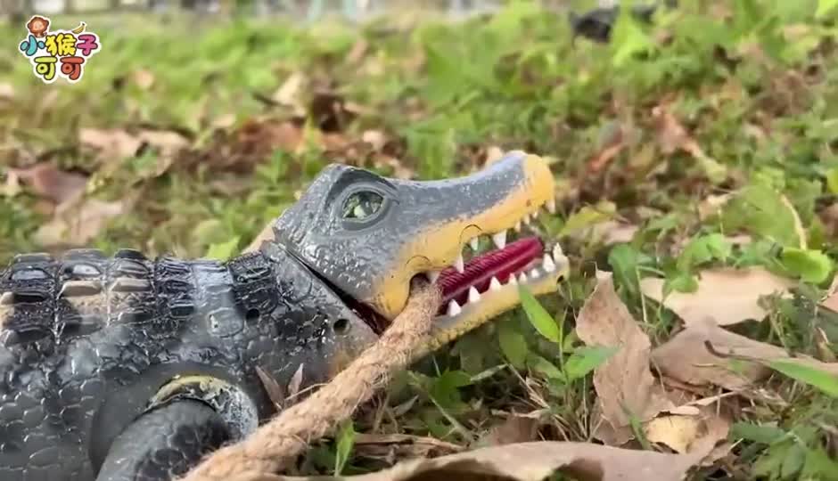 可可受伤啦