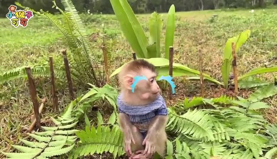 勇敢的可可