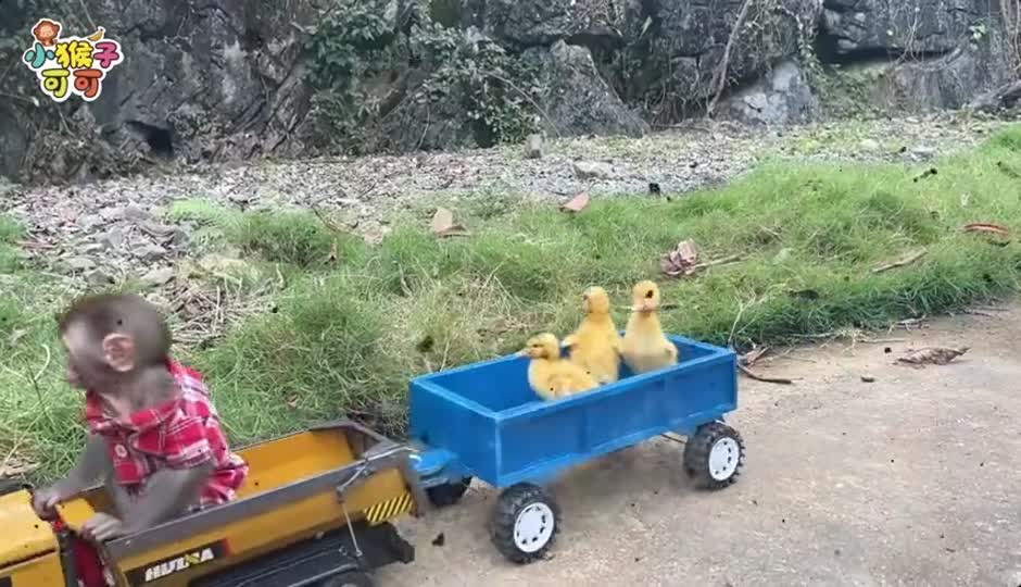 小鸭子遇到危险