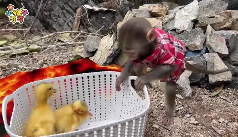 聪明的可可