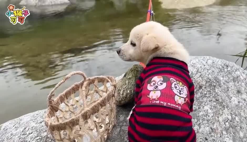可可种植水果