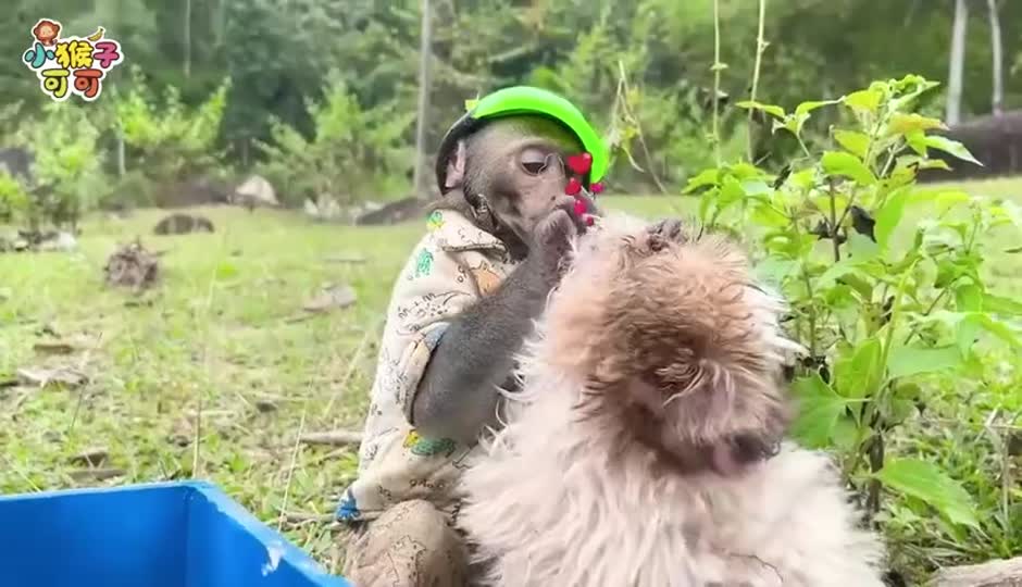 狗狗营救可可