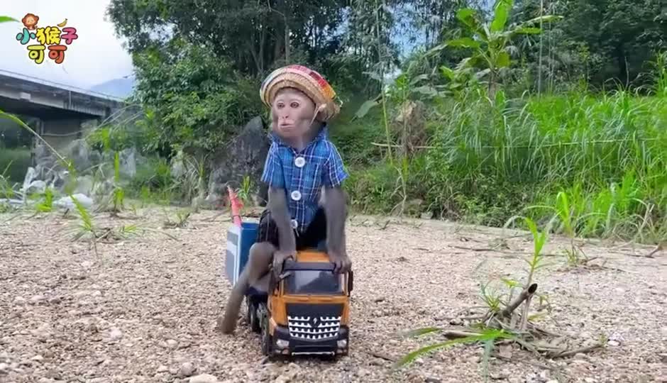 可可准备休息