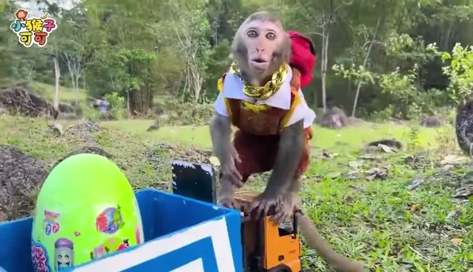 可可蔬菜寻宝
