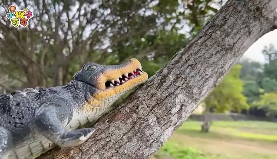 可可的昆虫宝箱