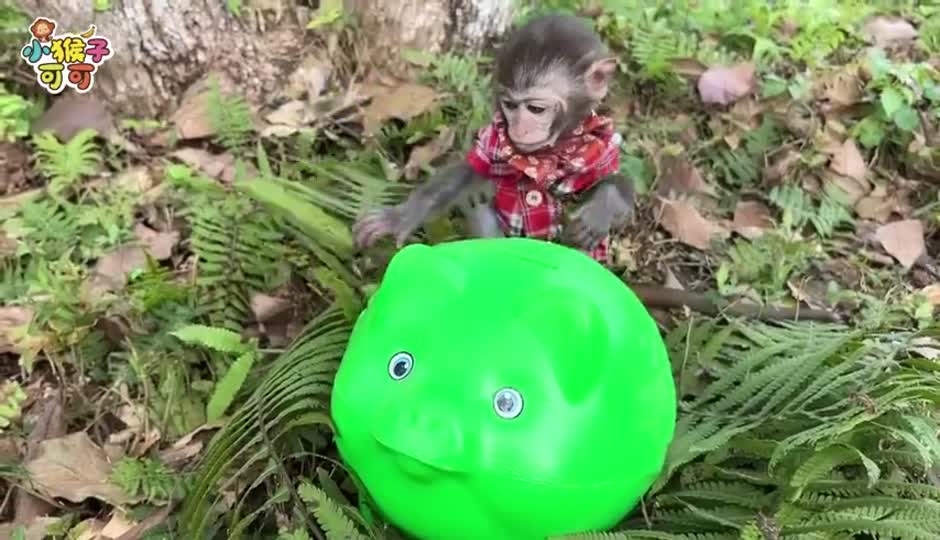 可可的存钱罐