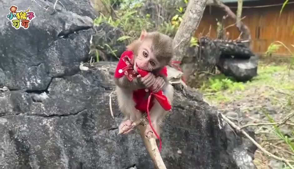 可可制服鳄鱼